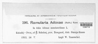 Ramularia adoxae image